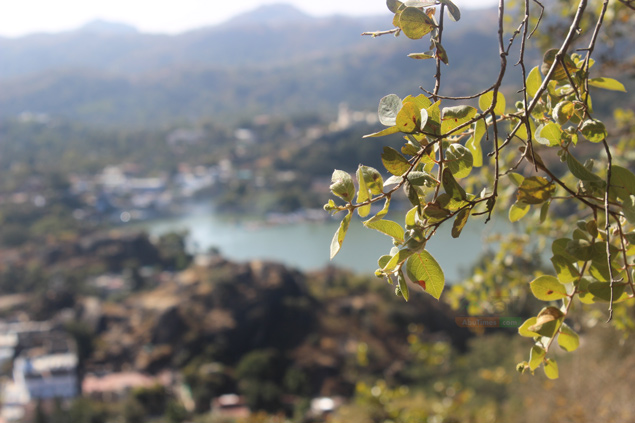 Exploring the Flora and Fauna of Mount Abu: Sanjay