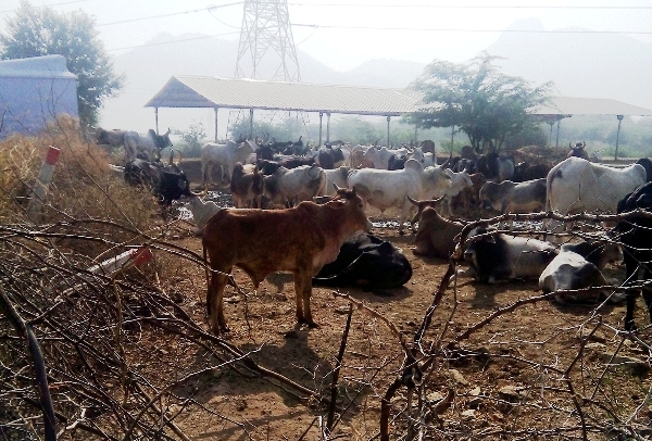 कब लौटेगा अर्बुदा गोशाला का वैभव